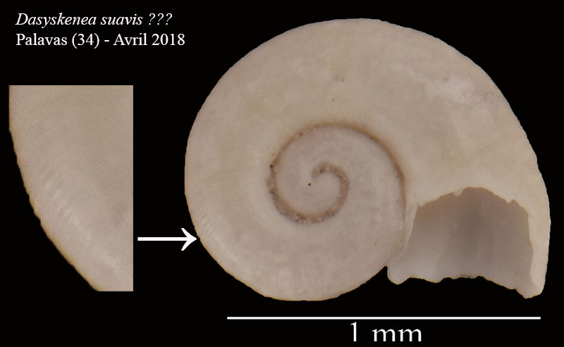 Dasyskenea suavis ???